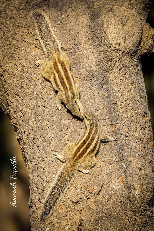 Dr. Avinash Tripathi tweet media