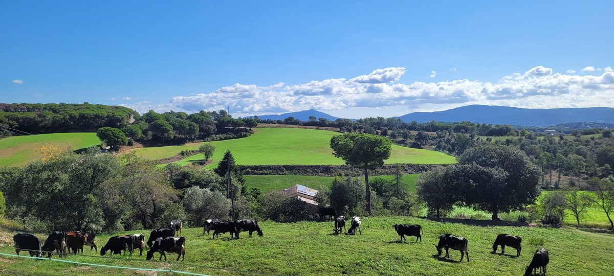 la_paissa's tweet image. Nenes! Fem una mica de formatge, avui?
#formatgeacasa #formatge #dissabtes