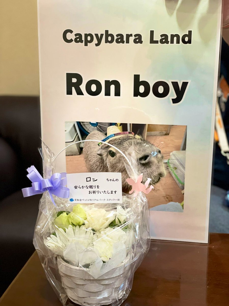 CapybaraLand's tweet photo. We hosted the funeral ceremony for beloved Ron boy today. Thanks to y'all Ron boy are so happy. Thank you for your sympathy. We appreciate you. ロンくんの葬儀は27名のご弔問者様に温かく迎えて戴き無事終了致しました。皆様誠に有難うございました。ロンくんはこれからテンちゃんやゴンタくん達と仲良く幸せに暮らすことでしょう。私もいつかロンくん達に会えると思います。それまでロンくんのことはずっと忘れません。
Ron boy ! We greatly appreciate what you have done for us. ロンくんこれまで本当にありがとう！