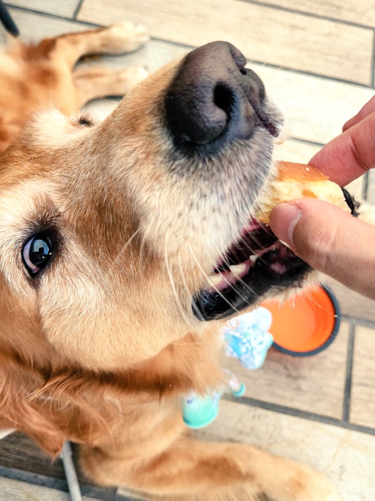 Jessica_GRjp's tweet photo. なんと、見知らぬおば様がジェシカにチーズケーキを買ってくれました！(犬用)

ありがとうございます、ごちそうさまでした！

明日はF1鈴鹿GP。飼い主はルイスのファンです。

#ゴールデンレトリバー
#犬のいる暮らし 
#犬のいる幸せ 
#犬のいる生活 https://t.co/YpZlpyyQVd
