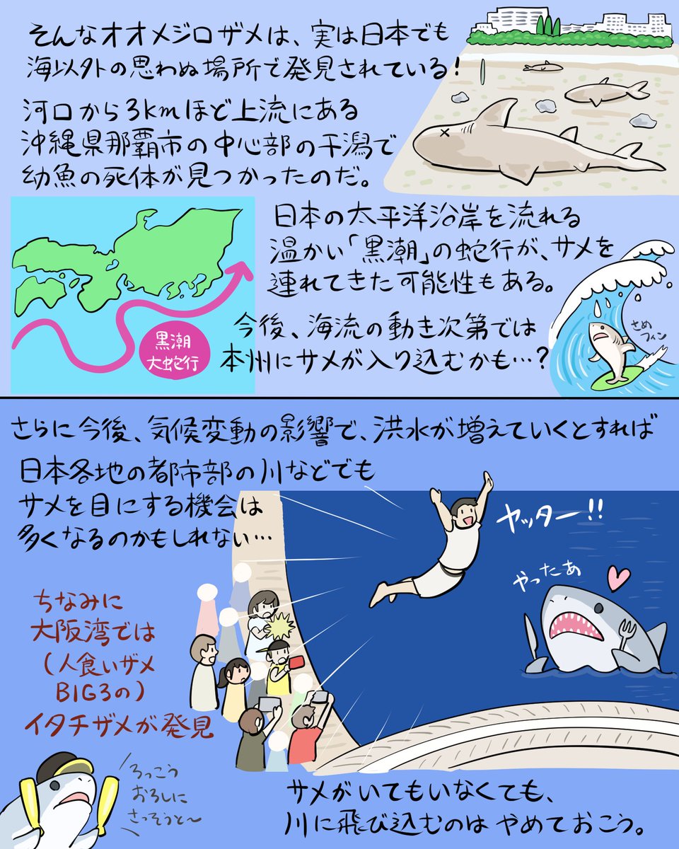 「ゴルフ場の人食いザメ」こと「オオメジロザメ」のお話。流れ次第では近所にやってくる…かもしれない。