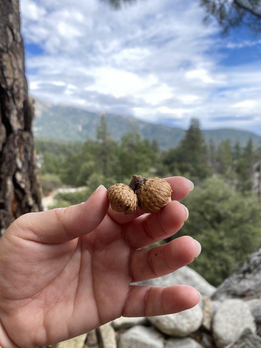 WindPixie's tweet photo. Look what I found in the mountains today. #DoubleCapper I heard they are lucky. ☺️ https://t.co/JAbKpum4KM
