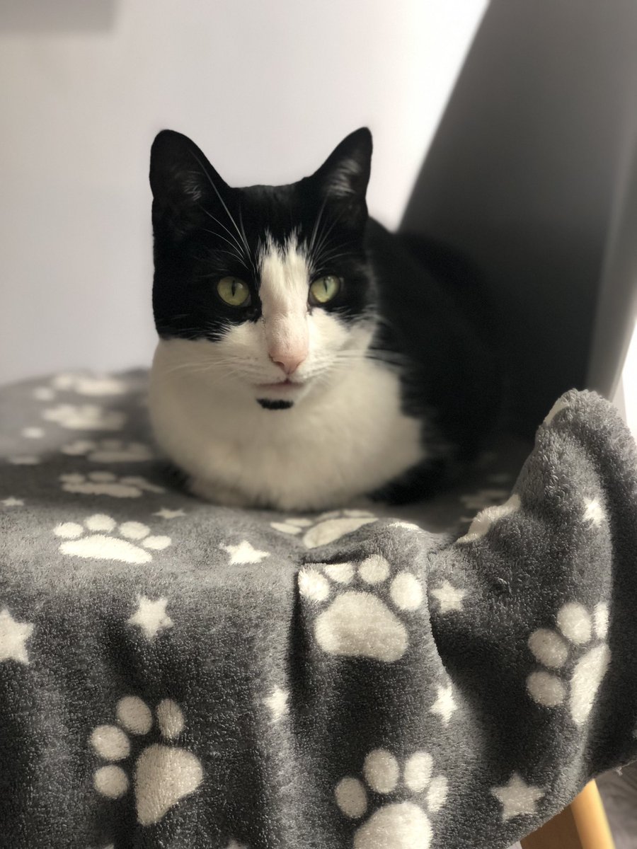 sueram1's tweet photo. After finding her 2 years ago in my daughter’s car engine, she has finally accepted a spot that looks vaguely comfy. No more collapsed cat tents for her! #Caturday https://t.co/crIX7trj2i