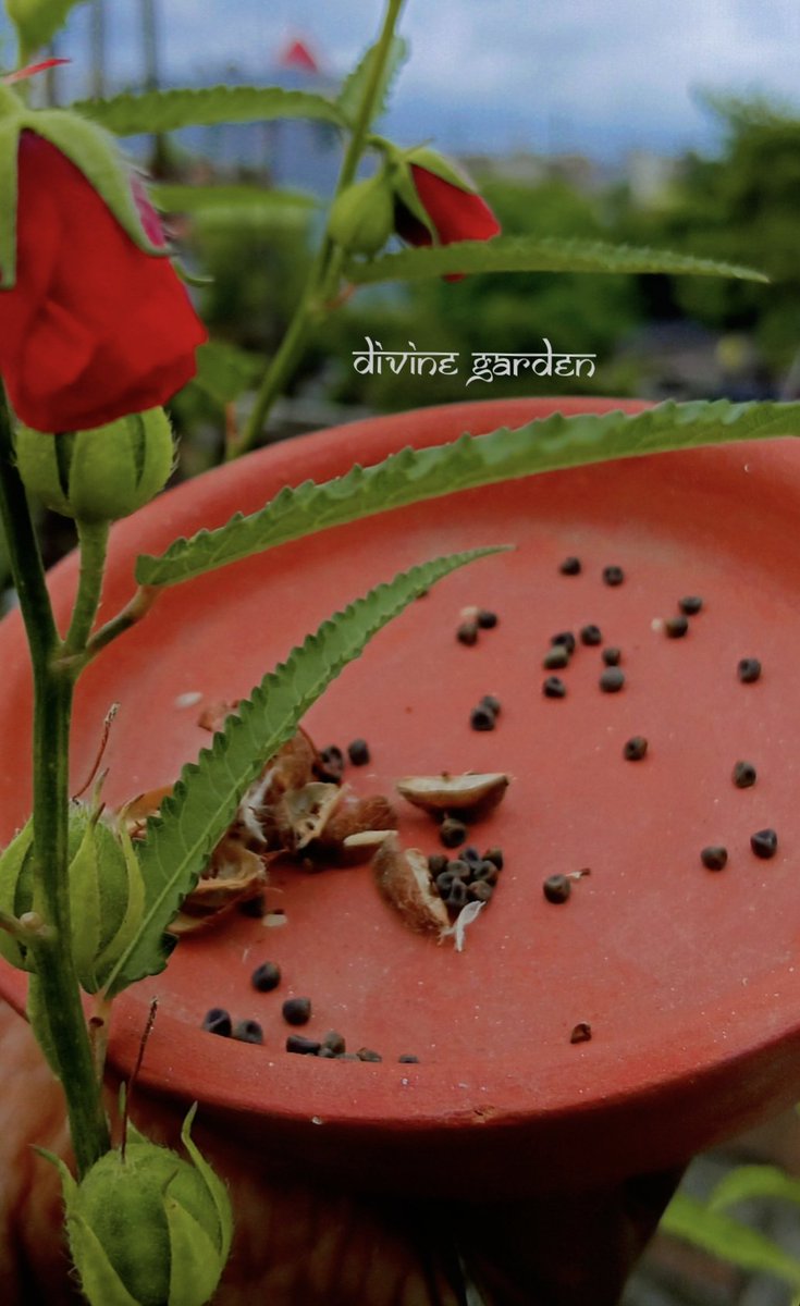 Divinegarden98's tweet photo. Seeds sown _Plant Grown_Flowers Appeared _Converted to seeds agian ...The cycle goes on &amp; on &amp; on😅
#nature #Flowers #green #divinegarden98 https://t.co/SZcpsiwn8s