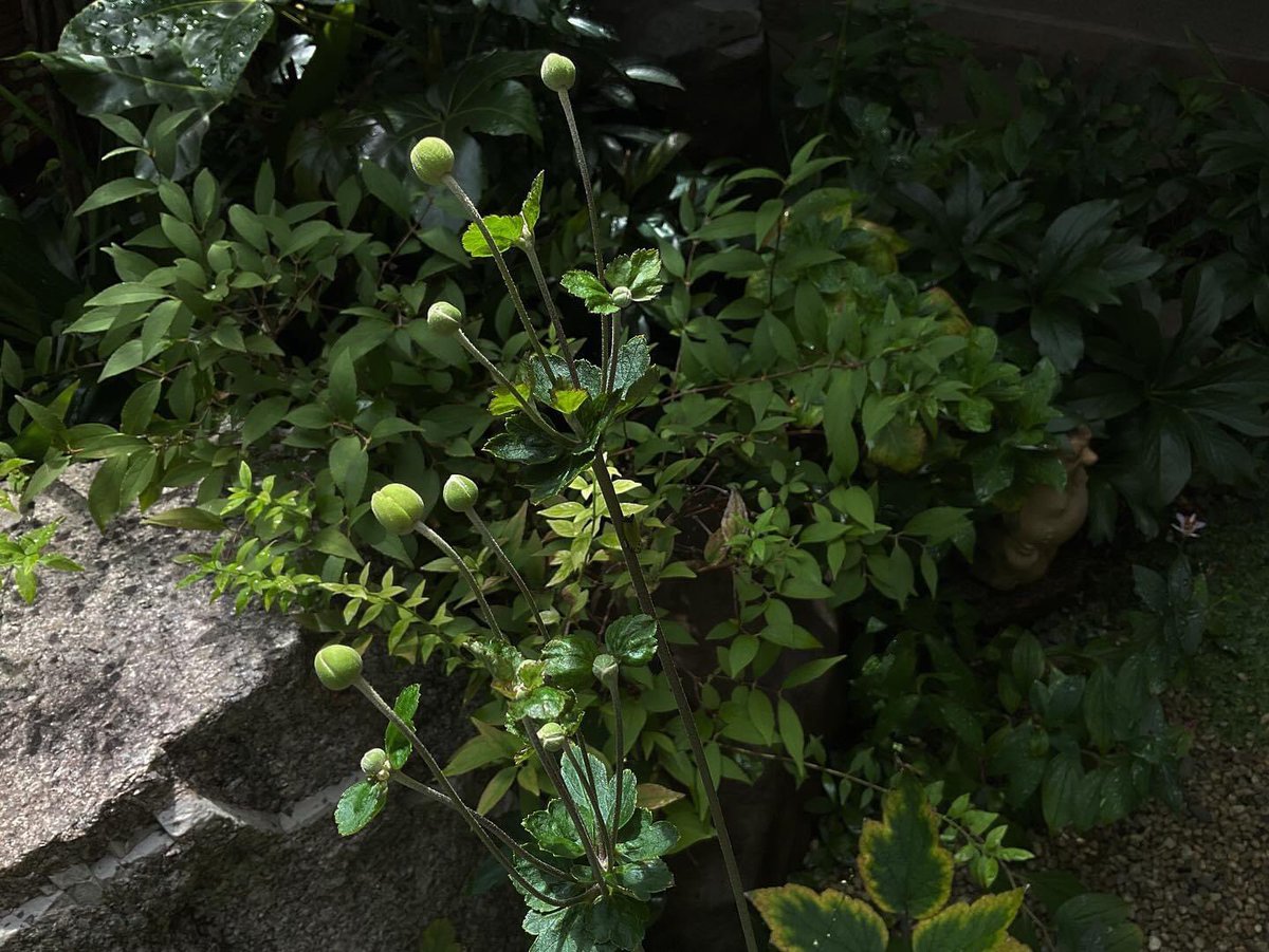 暑さ寒さも彼岸まで　と申します。庭仕事が楽になって来ました。お部屋にはどの枝にしましょう？

虫の音は朝からにぎやかで♬🎶♫

#ホトトギスの花 
#杜鵑花 
#コウシュンカズラ 
#香春葛 
#シュウメイギク 
#秋明菊白