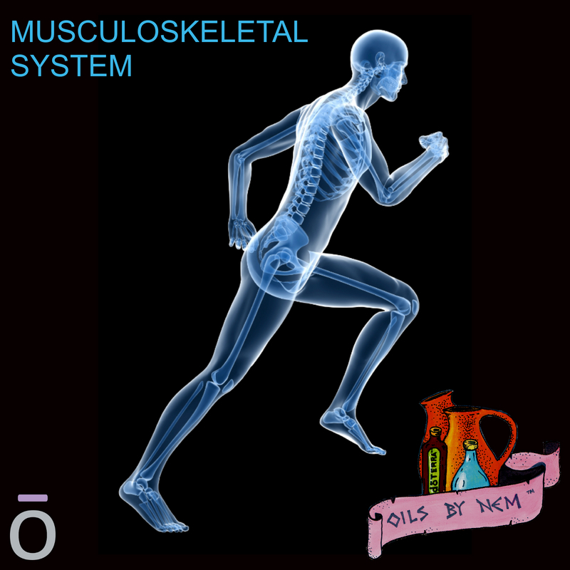 HadassaNem's tweet photo. MUSCULOSKELETAL SYSTEM
The musculoskeletal system is made up of the muscles, bones, and connective tissue in your body - https://t.co/PAeR6vO8hr - It supports the body and allows movement - #OilsByNem #dōTERRA #cptg #Wellness #PathToWellness #Musculoskeletal #Supplements #OilUp~! https://t.co/VUO3qRddue