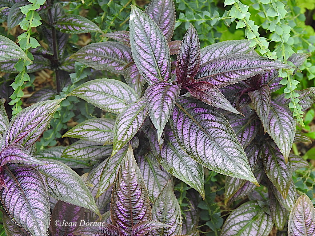 JeanDornac's tweet image. « Bouclier persan », feuilles superbes, On voit souvent cette plante à l’intérieur, là, elle est avec d’autres plantes diverses... #Bouclier #persan #feuilles #superbes #plante #intérieure #quai #Aiguillon #Lannion #CôteArmor #Bretagne #France