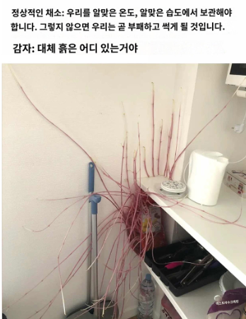 일반 야채와 감자의 차이점...