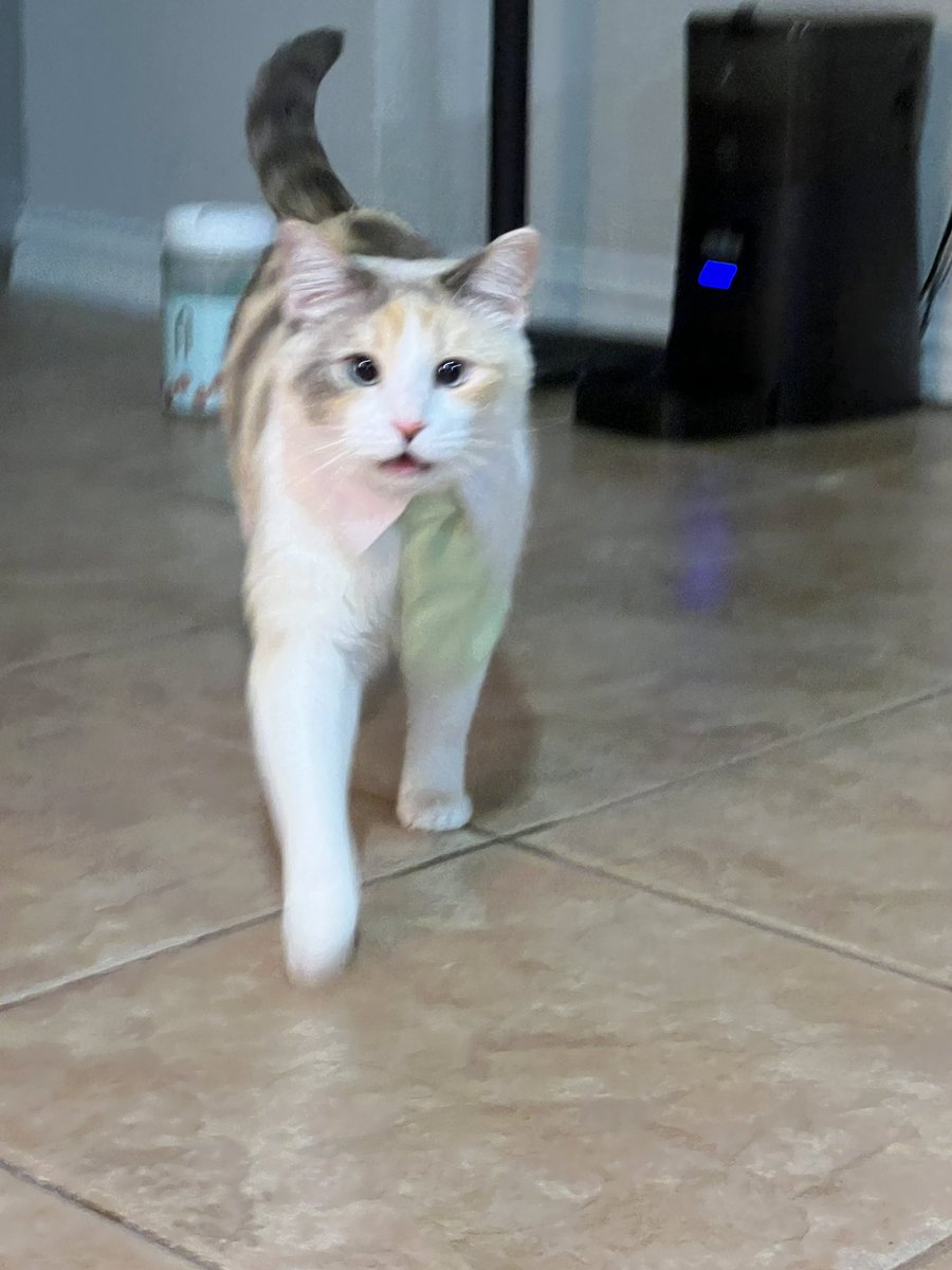fatfatpankocat's tweet photo. Coming to give you legal advice (you will end up in prison) https://t.co/IrJGee7672