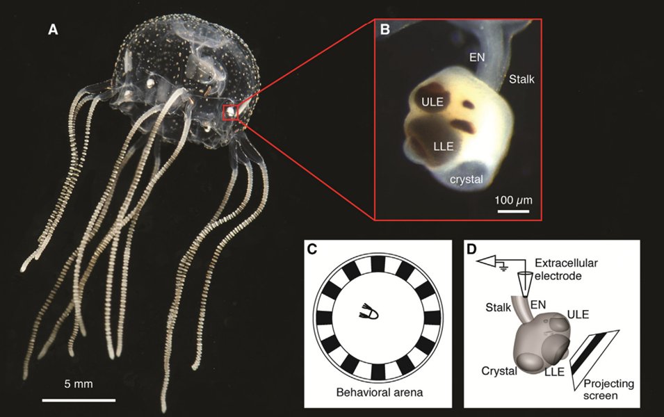 Associative learning in the box jellyfish, a cnidarian with a dispersed nervous system lacking a conventional centralized brain.

Advanced neuronal processes, like operant conditioning, a fundamental property of all nervous systems? 

cell.com/current-biolog…
<a href="/CurrentBiology/">Current Biology</a>