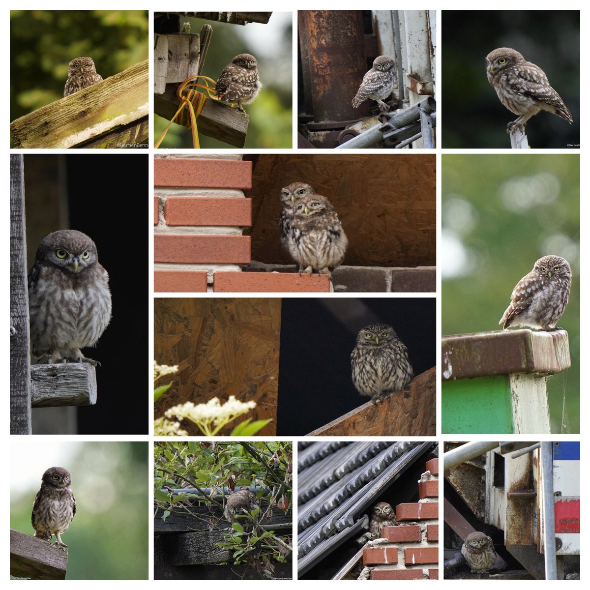 Goedemorgen, nog eentje #collage #steenuil