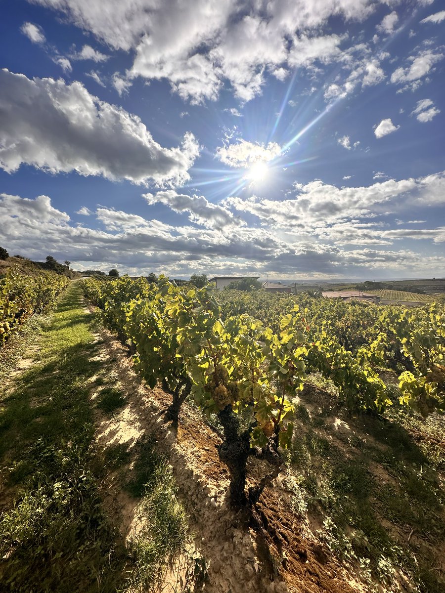 Un viñedo único. La Artesilla de Leza García.
