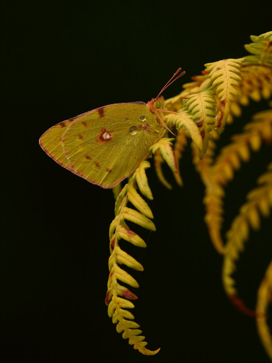 Today is the #AutumnEquinox where the night and day are of equal length ☀️🌙

As we say goodbye to Summer and wave hello to Autumn, be on the lookout for migrant butterflies such as the Clouded Yellow, which can be seen all the way into November.

📸: Will Langdon