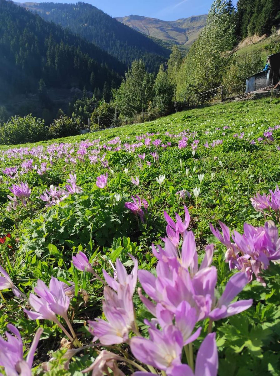 aydintufekci43's tweet photo. Artvin Ortaköy (Berta) Duganala mezrasında vargit çiçeklerinin muhteşem güzelliği. Çekim İsmail Dalkılıç. https://t.co/HCF3Wdy5t4