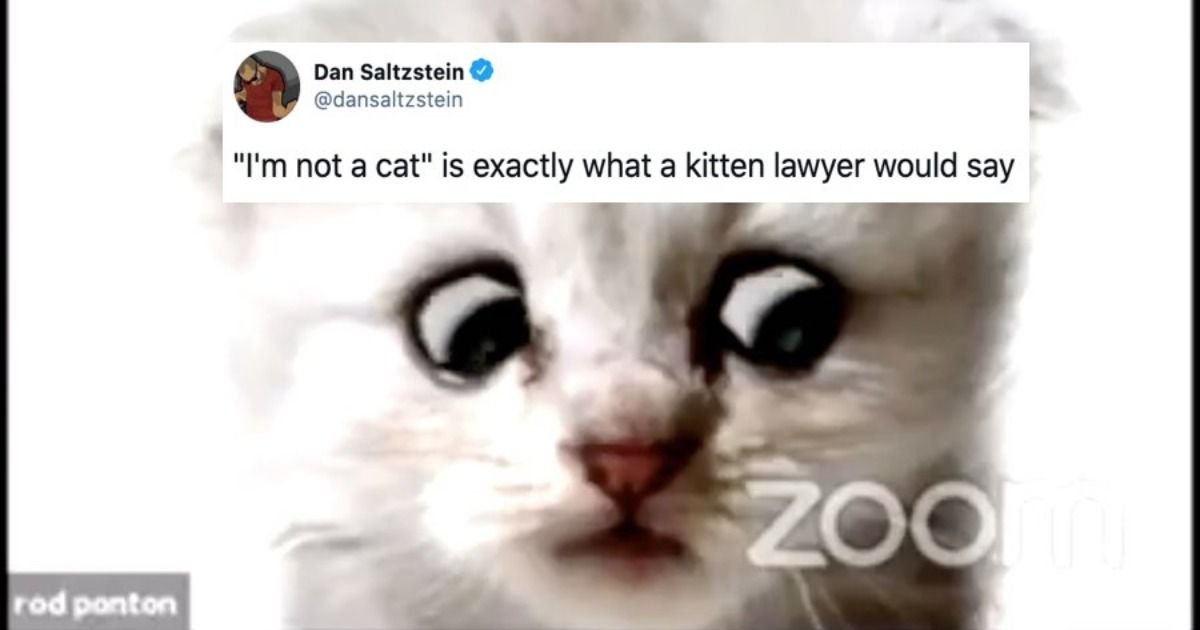 🐈 Katoshi Katamoto tweet media