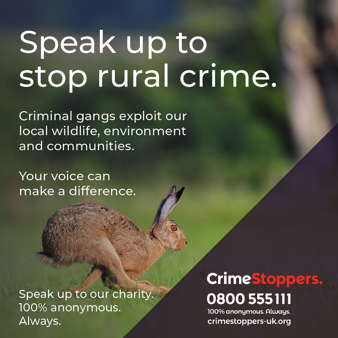 Help stop #HareCoursing. 
This illegal bloodsport isn’t just cruel, it also damages property and farmland when criminals’ force access to fields. Click to learn the warning signs and tell CrimeStoppers what you know, 100% anonymously: orlo.uk/P4I3s