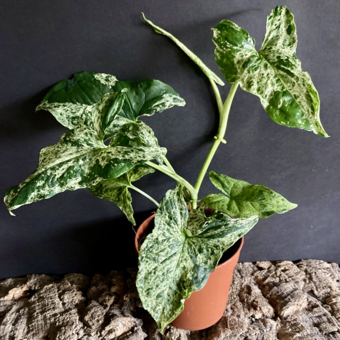 Have you started your Syngonium collection yet? We love their distinctive leaf shape, the variety of striking foliage and their fast-paced growing. Shop a variety of Syngonium at shopgreenrooms.com including
#syngoniumcare #syngoniumpodophyllum