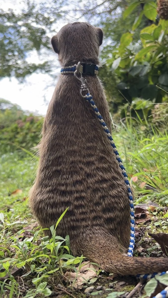 HighREP008's tweet image. 晴ちゃんお散歩
#ミーアキャット