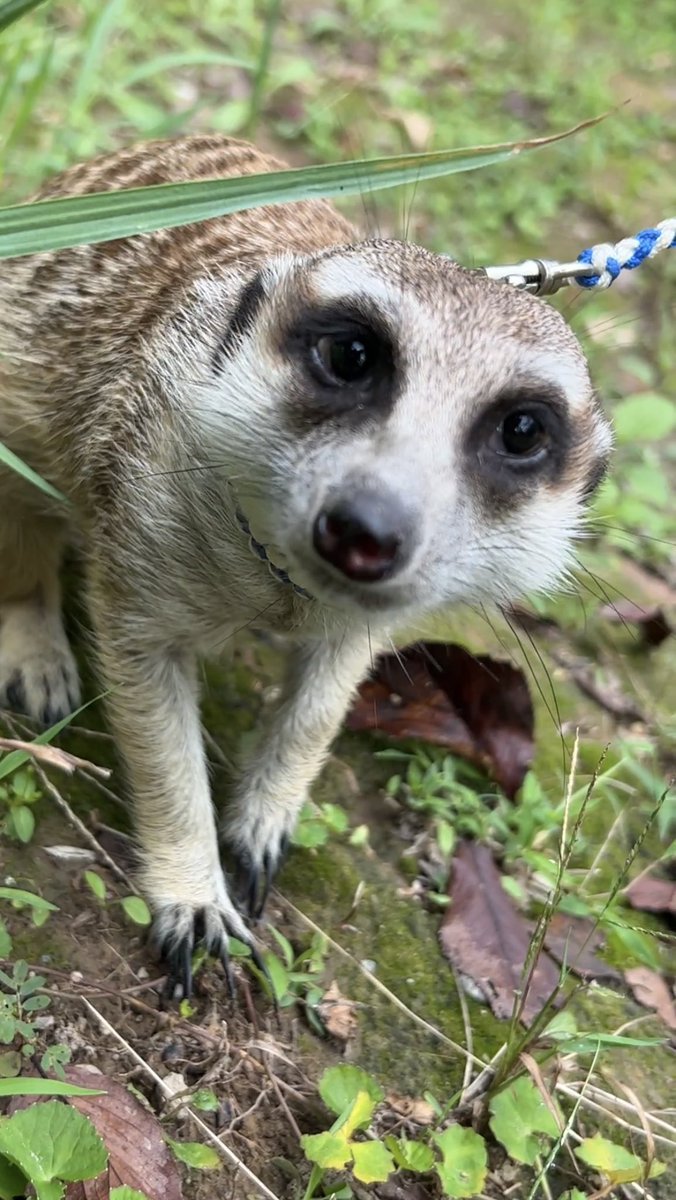 HighREP008's tweet image. 晴ちゃんお散歩
#ミーアキャット