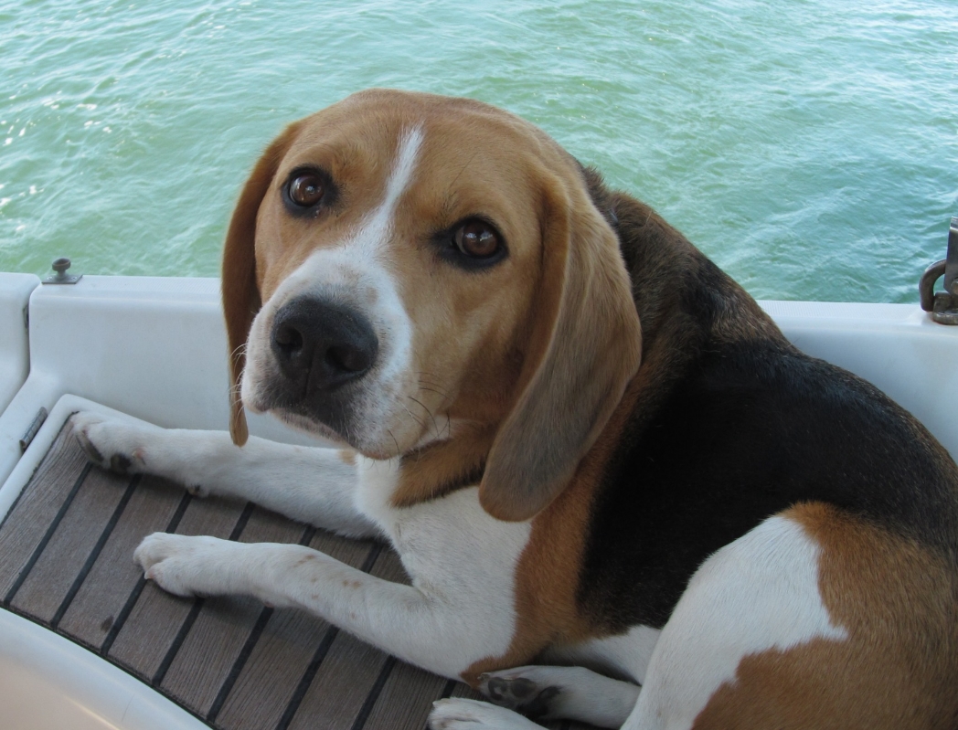 MissingTarn81's tweet photo. 23.09.23 Perdus : 1 chien Beagle + 1 chien type Jagd Terrier, à Almayrac (Lac de la Roucarié). Tél : 06 63 44 03 35 #Tarn https://t.co/Yy21gTzQyW