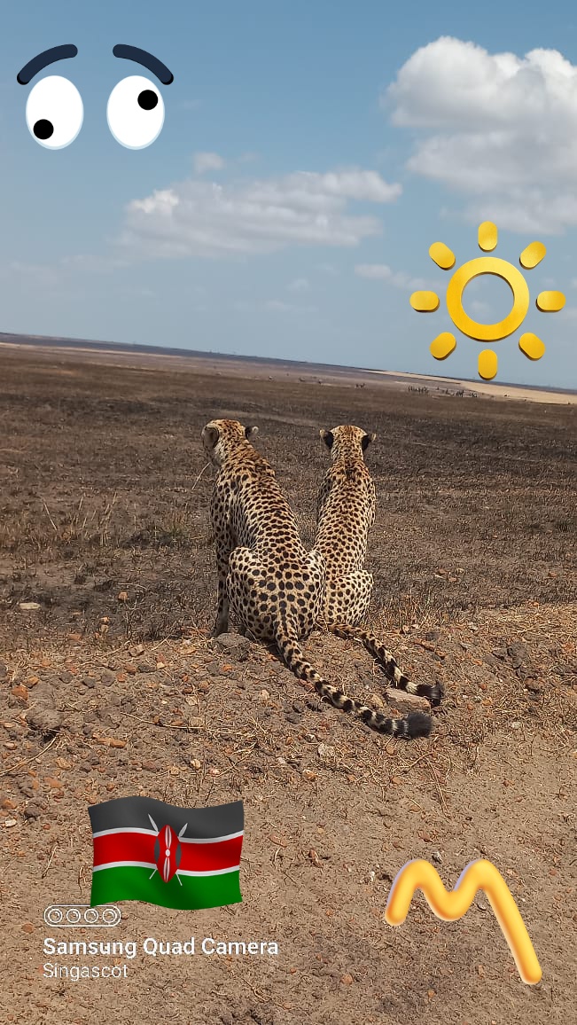 AfricaAlpine's tweet photo. This 2023 #migration season in #Masai #Mara #Kenya was quite affected by a huge fire that almost erased the much needed food. Even the cheaters we spotted were bewildered there was no prey.But eventually no human can stop the force of nature, migration came late! #Safari #holiday https://t.co/F1Dvifmuwe
