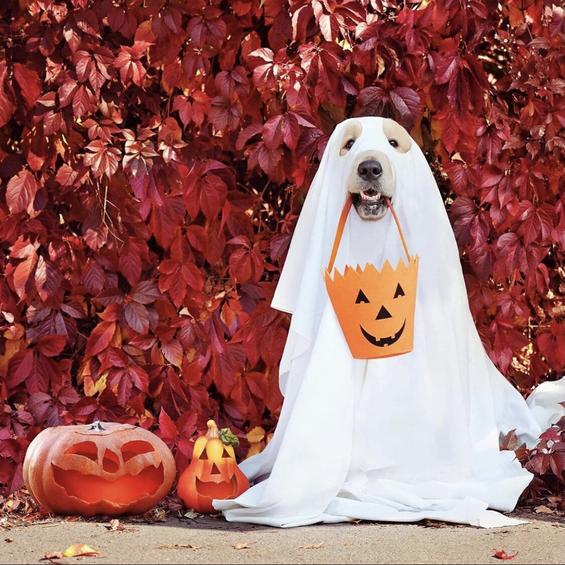 batofthedungeon's tweet photo. Pierwszy dzień jesieni 🍁 jesieniary, zgłaszać się! https://t.co/uuIrEClef4