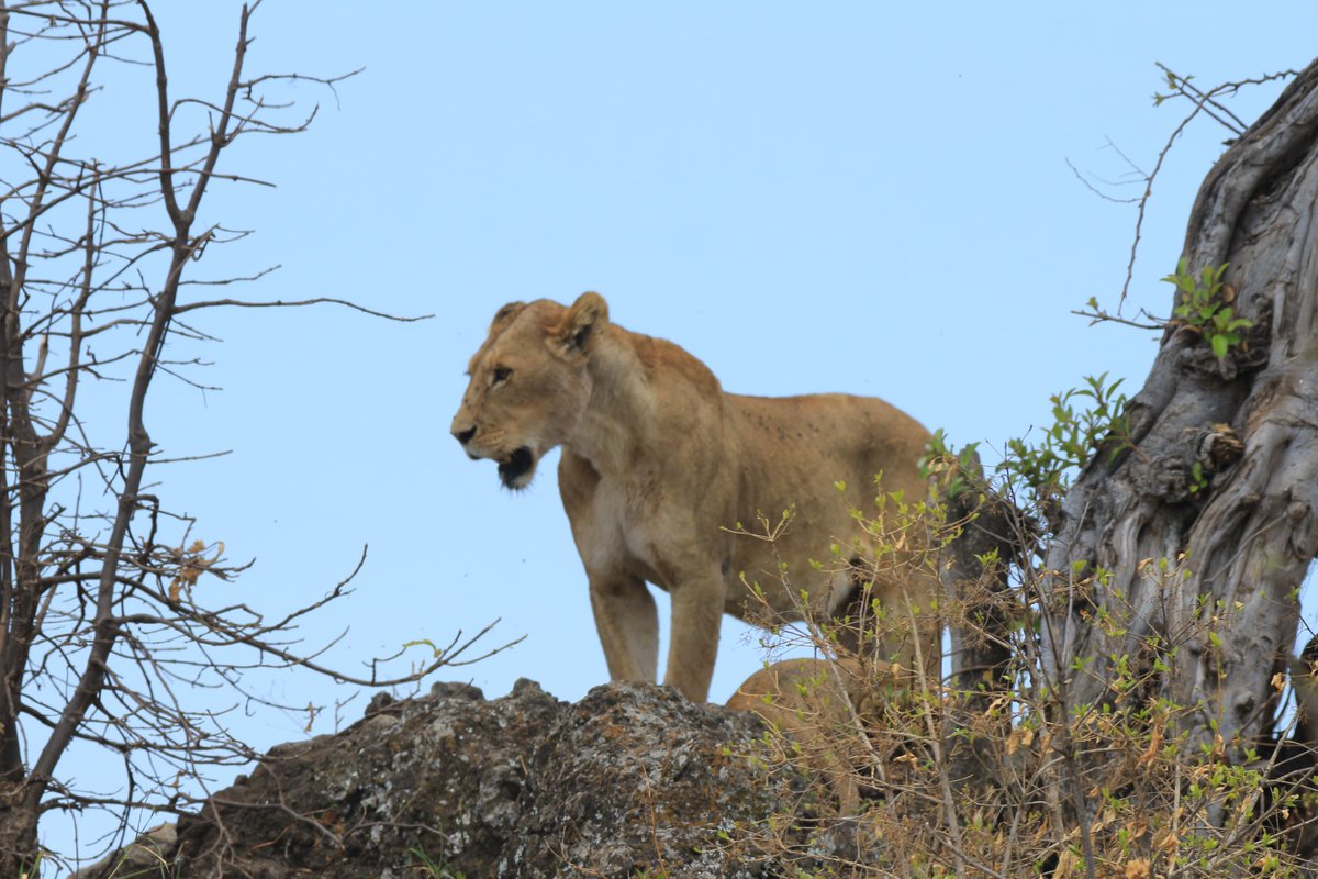 SafarisAstro's tweet photo. 🦁 Abundant #Wildlife: Get up close and personal with Africa's Big Five - lions, elephants, buffalos, leopards, and rhinos. #Ngorongoro Crater boasts an incredible density of wildlife, making it a wildlife #photographer's paradise. https://t.co/ogD7KbPc1P https://t.co/8E0OT9WbDs
