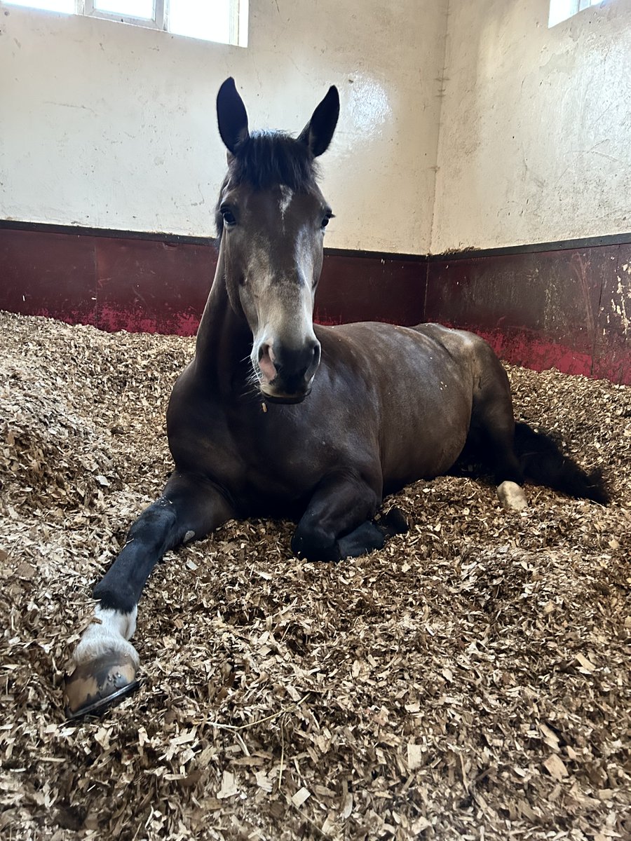 MerPolMounted's tweet image. 7 weeks ago Amber cut both back legs while out in the field which required her to be put on box rest and have both back legs bandaged up to prevent infection.
These bandages were changed every 3 days by our grooms &amp;amp; weekly check ups from our vets at Leahurst
#StandTall #PHAmber