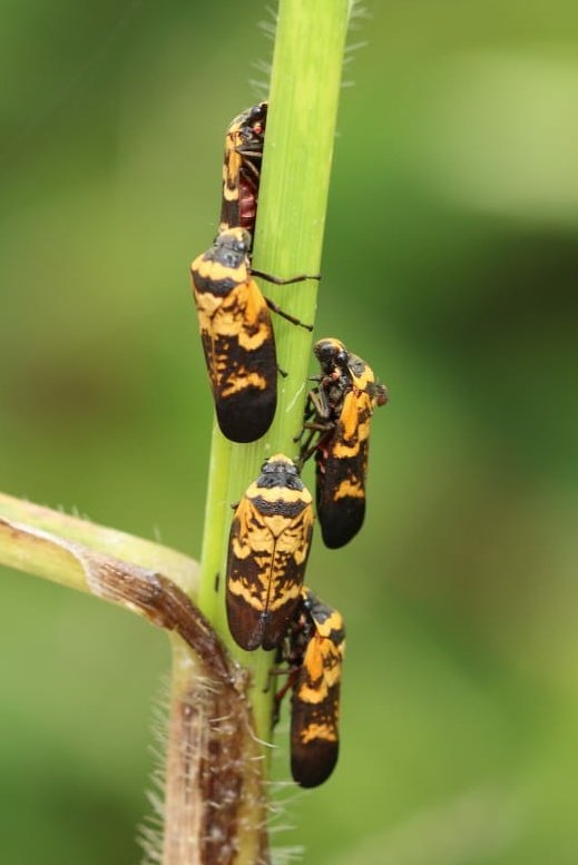FritillaryLilly's tweet photo. Ornamental #froghopper from #Ghana. #naturelovers #TwitterNatureCommunity #bugs #insects #wildlifephotography #NatureBeauty https://t.co/lpDsJbifOT