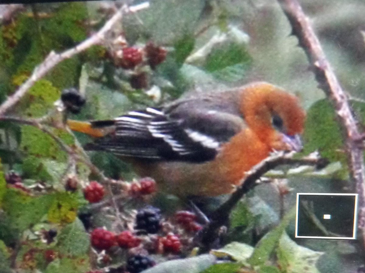 Look who's still here on Rathlin 🥳 BALTIMORE ORIOLE skulking deep in the briars, but kind enough to show itself for a second longer than yesterday 😅 As Bill Oddie would say, a true CMF!!!