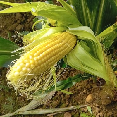 Grass Science Seeds Biogas tweet media