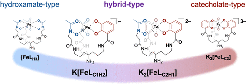 bhkenlo's tweet photo. Iron(III) Complexes with Hybrid-Type Artificial Siderophores Containing Catecholate and Hydroxamate Sites | Inorganic Chemistry https://t.co/E7yOSXeaiy Inomata, Masuda, and co-workers @InorgChem #iron #siderophores #catecholate #hydroxamate https://t.co/RJEpzAlVUR