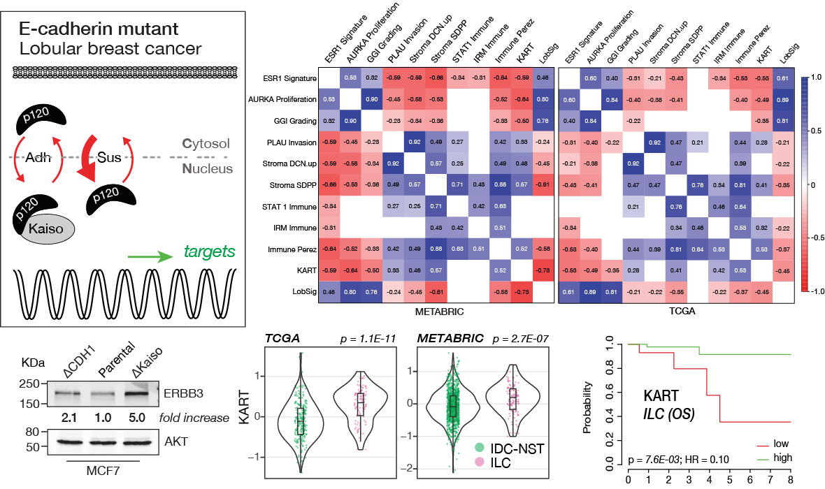 Go KART! p120/Kaiso targets that control anoikis resistance in #ILC associate with prognosis, the ILC histiotype, invasion, and slow growing cells. i.e: typical ILC! Collab with <a href="/ChristineDesme2/">Christine Desmedt</a>  @bajanjules27 <a href="/kwf_nl/">KWFKankerbestrijding</a>  doi.org/10.1002/path.6…