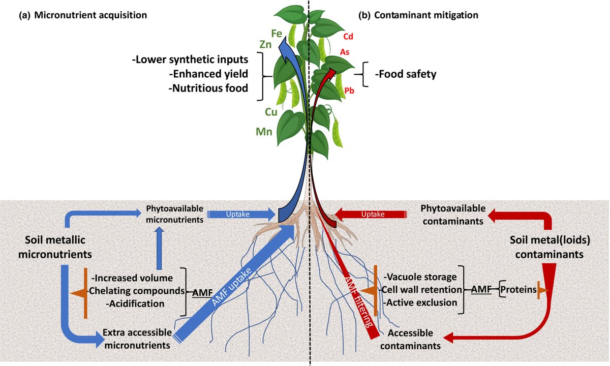 Viewpoint just out <a href="/NewPhyt/">New Phytologist</a> 

<a href="/E_MorenoJimenez/">Edu Moreno Jiménez</a> et al. w/ <a href="/Blunt_Microbe/">Nicolas Corradi</a> &amp; others

The potential of arbuscular mycorrhizal fungi to enhance metallic micronutrient uptake and mitigate food contamination in agriculture: prospects and challenges

#mycorrhiza

nph.onlinelibrary.wiley.com/doi/full/10.11…