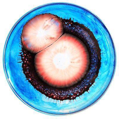 BaranNft8006's tweet photo. NEW DROP 🍂

Trypan blue is used as a vital dye to distinguish living cells from non-living cells in cell culture.  

#unique
#tezoscollector
#Taranom
#TNTNFT #NFTcommunity #tntnftcommunity #nfts #nftartwork #nftshill #nftartgallery #nftsale #NFTS 

https://t.co/56LnVcz0OY https://t.co/OV95dbWDGa