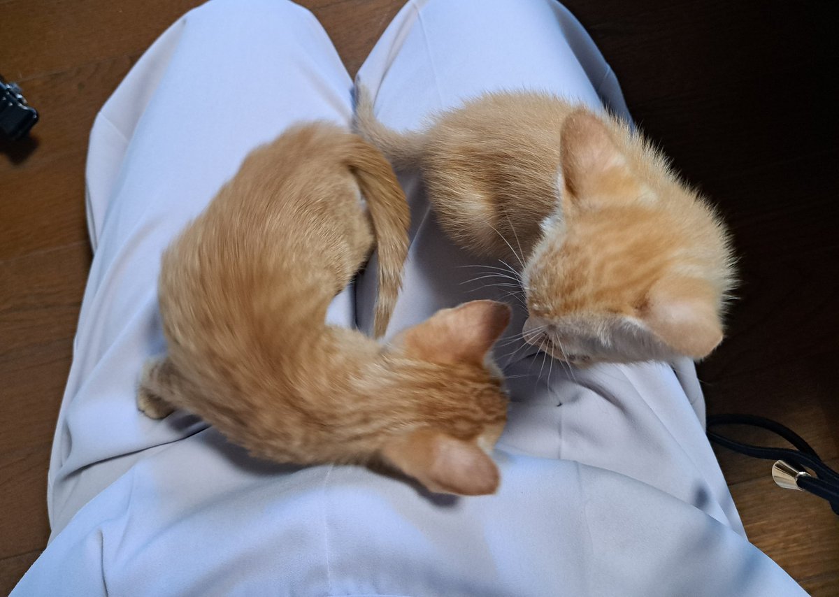 まだ会うの3回目なのにめちゃくちゃ懐いてる！！！！！なぜ！？！！？膝に乗りたがる　かわいすぎる