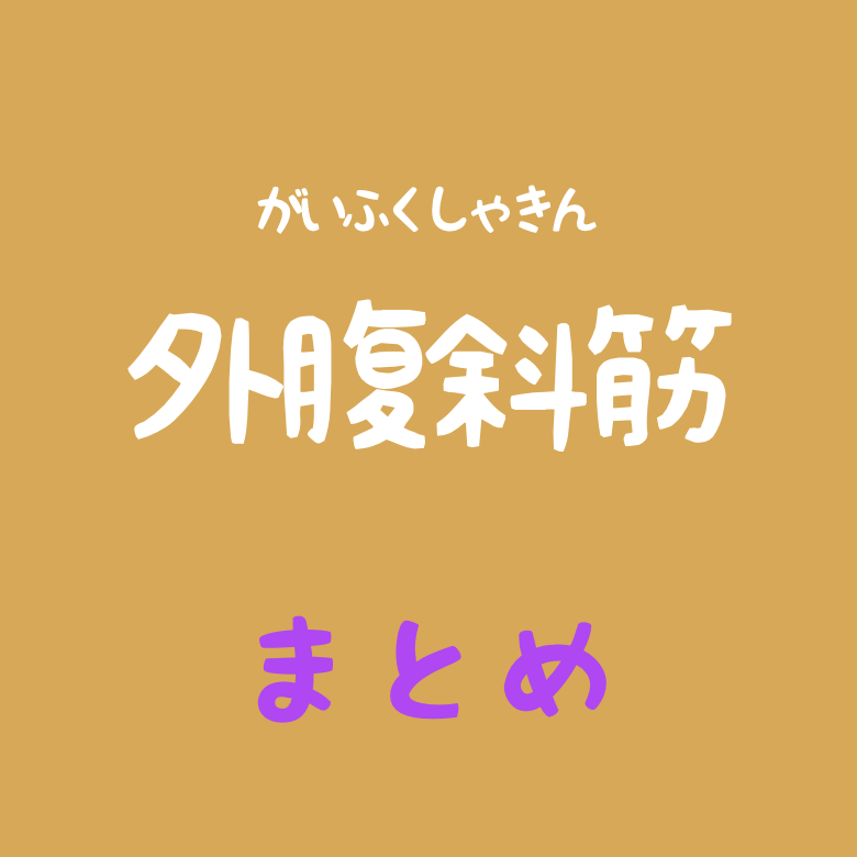 anatomylabo's tweet photo. これまで、外腹斜筋の起始停止や作用について学んできました。

最後はおさらいです。この筋肉をまとめて見て記憶を深めておきましょう。

説明付き文章
https://t.co/jyScE117yr

リアル解剖学講座スケジュール・申込
https://t.co/SkgFCJQHHY https://t.co/2c9FW6GcDm