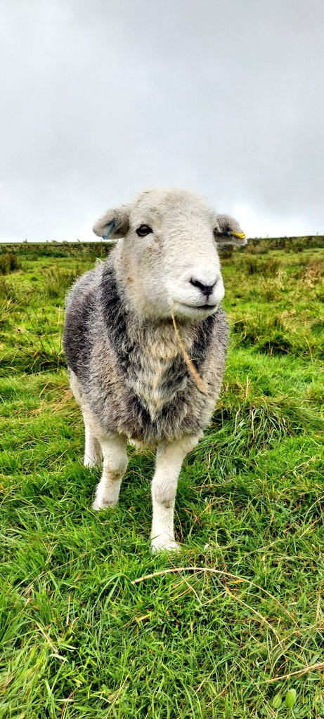 highfieldsherdy's tweet photo. It would seem our herdies are trying to see who wears it best.
Is it Billy with his little sprig of moss. Bracken with her bit of roughage or Raven with her blade of grass....๐
#herdwickantics #hillfarm #sheep #peakdistrict https://t.co/8EIqlwvwrt