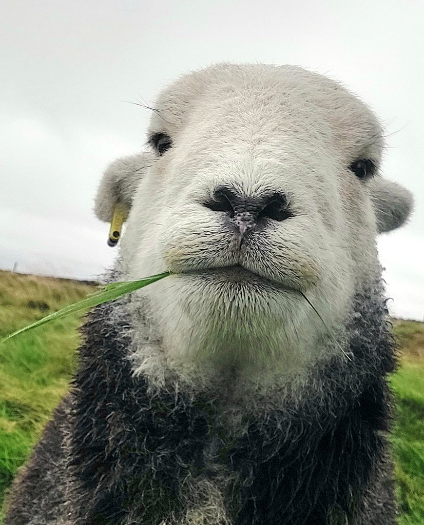 highfieldsherdy's tweet photo. It would seem our herdies are trying to see who wears it best.
Is it Billy with his little sprig of moss. Bracken with her bit of roughage or Raven with her blade of grass....๐
#herdwickantics #hillfarm #sheep #peakdistrict https://t.co/8EIqlwvwrt