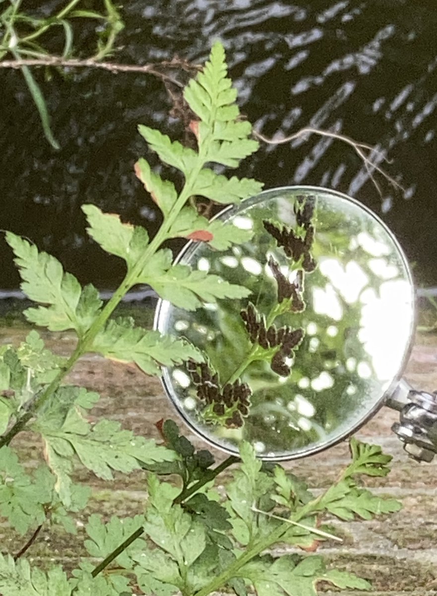 Langs alle A'damse walmuren, zoeken en karteren muurflora is gestart! Handig met spiegeltje, hulpmiddel bij determinatie .. links close-up steenbreekvaren, rechts zwartsteel.