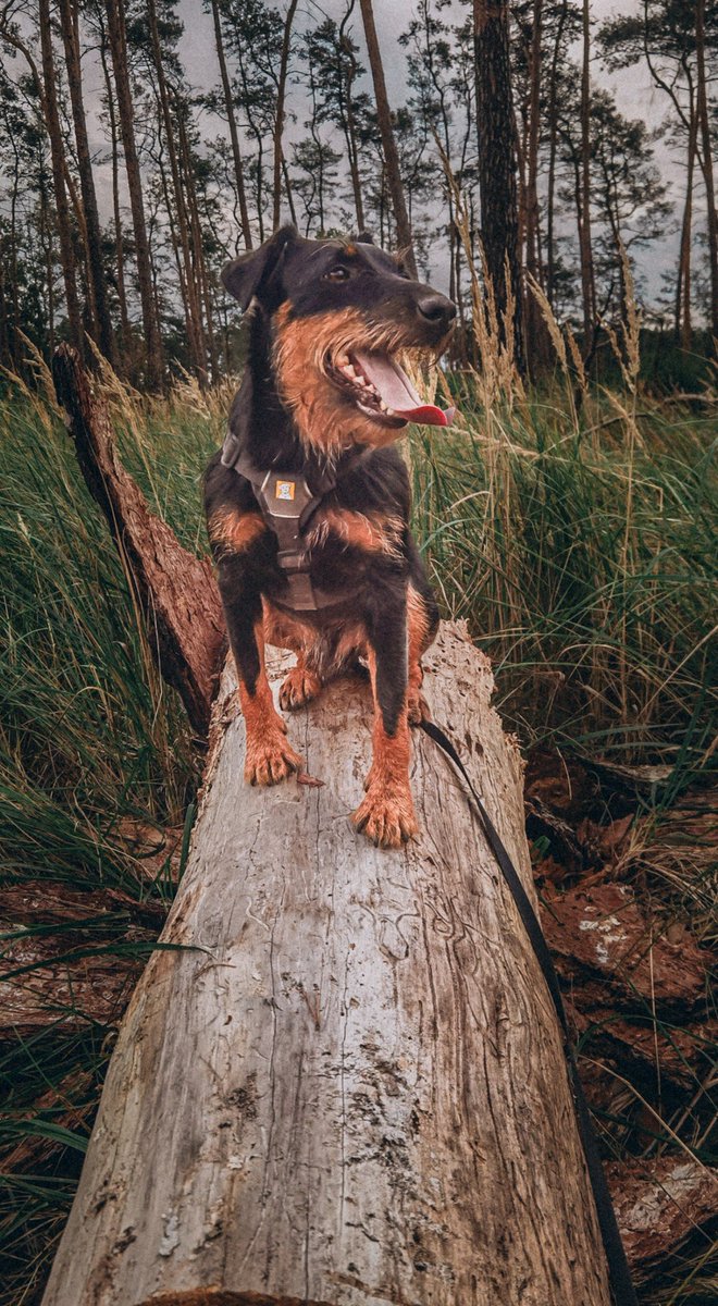 novred's tweet image. Ein Tag eines Hundes in 4 Bildern 🐕
#dogcontent