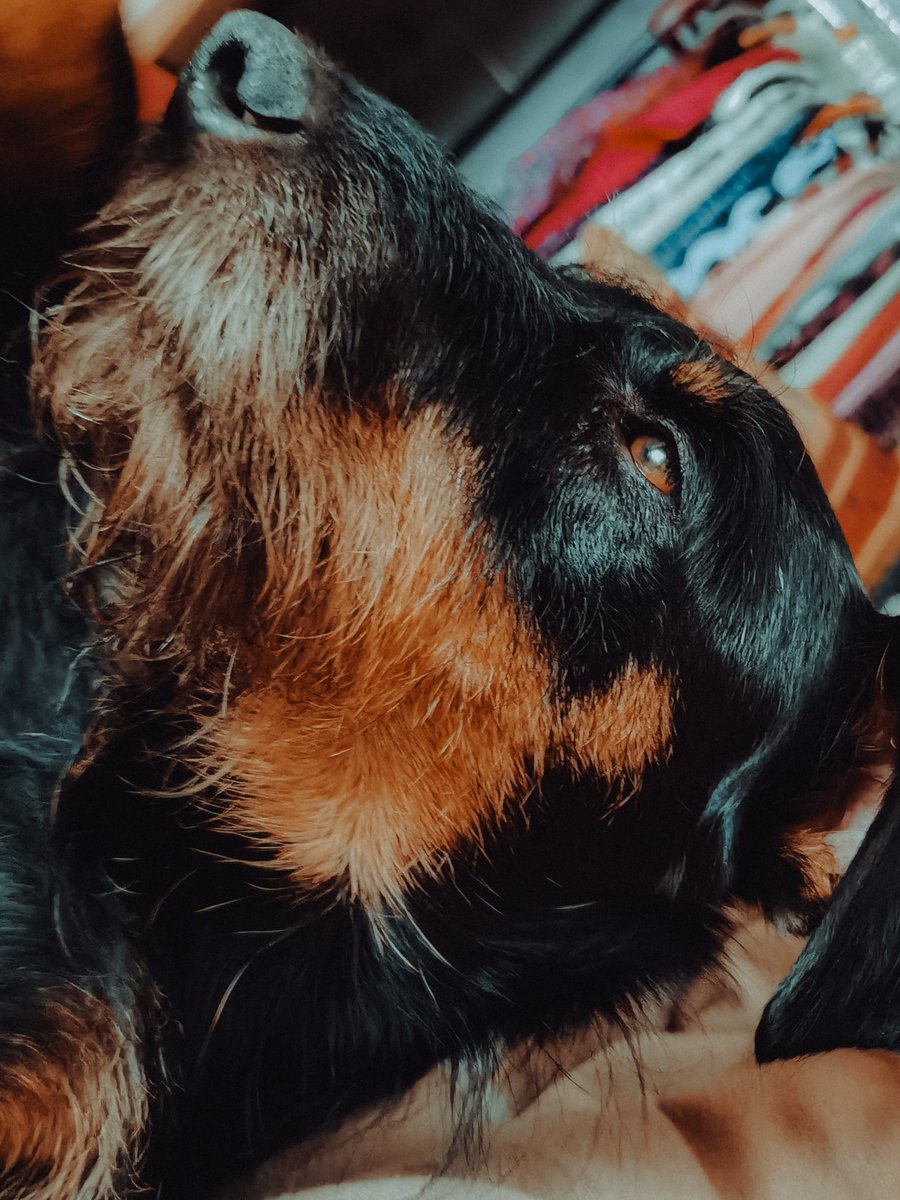 novred's tweet image. Ein Tag eines Hundes in 4 Bildern 🐕
#dogcontent