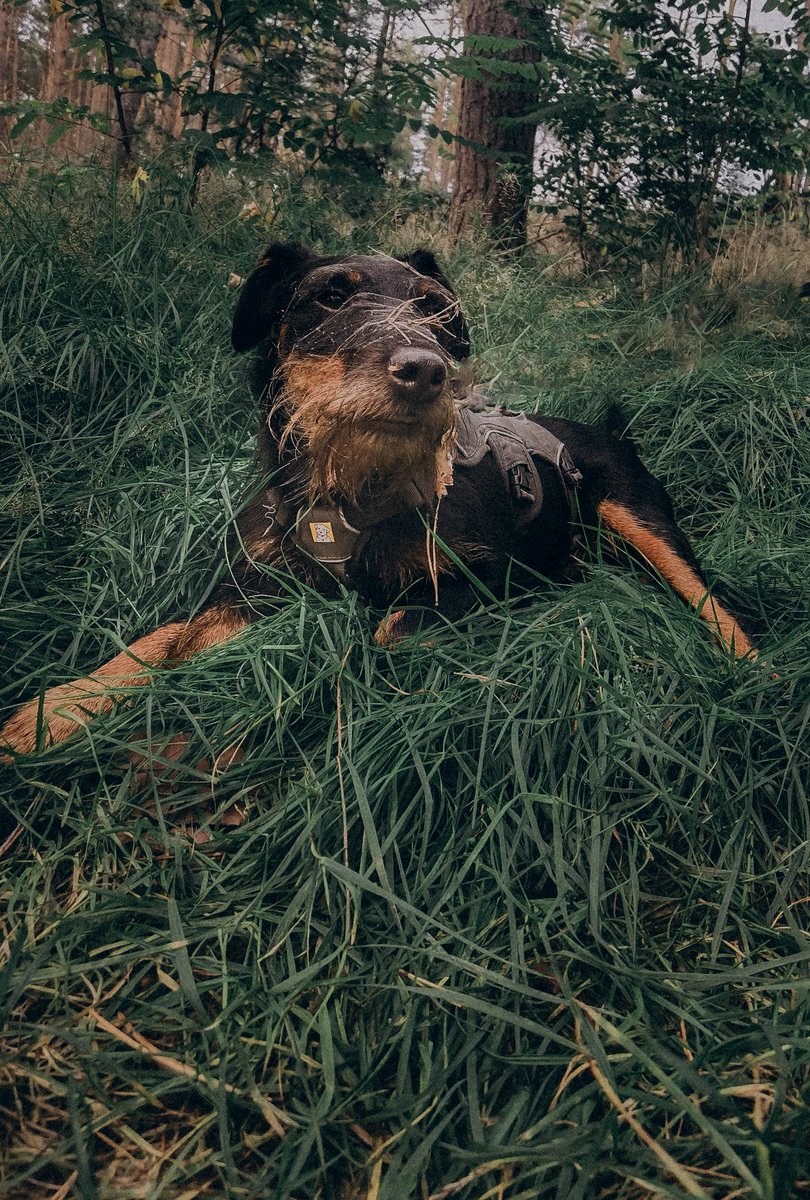 novred's tweet image. Ein Tag eines Hundes in 4 Bildern 🐕
#dogcontent