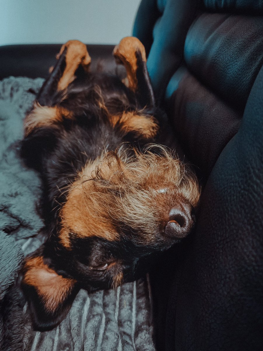 novred's tweet image. Ein Tag eines Hundes in 4 Bildern 🐕
#dogcontent