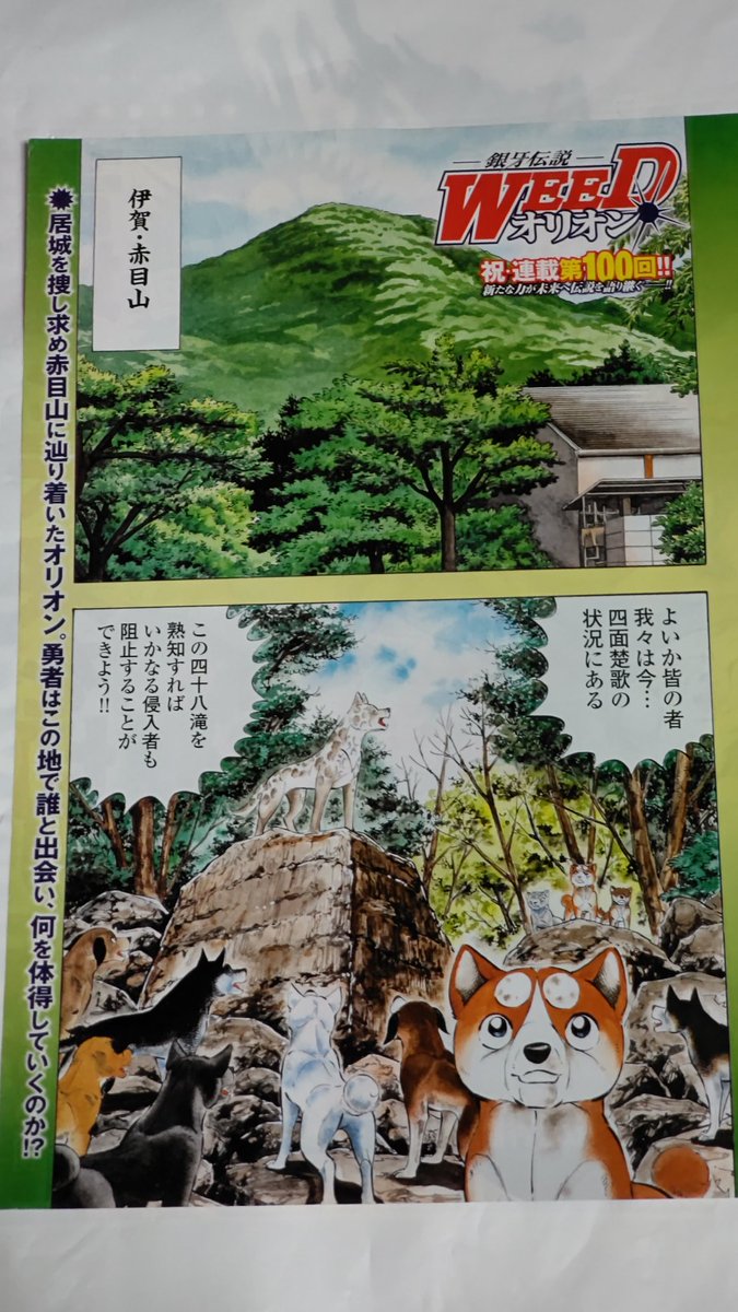 銀牙伝説WEEDオリオン、 連載100回記念カラーページ🤗 甲賀 銀牙伝説WEEDオリオン、 連載100回記念カラーページ🤗 甲賀
