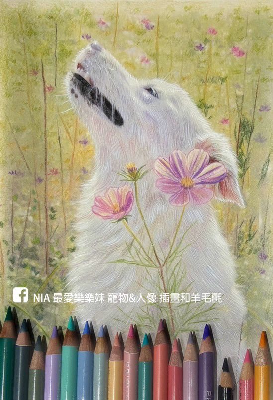 白狗 色鉛筆 未完成

#dog #animal #white #wip #coloredpencil #grassland #flower