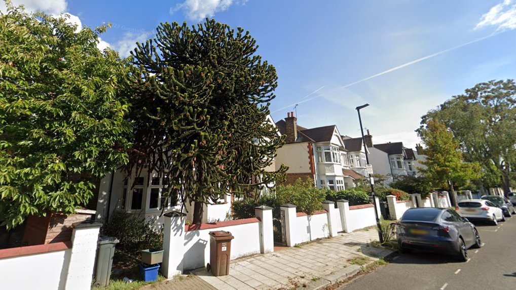 Stratherrick365's tweet photo. #Monkeypuzzle tree in #London W4 - off #Chiswick High Road #Netheravon Rd in Sept 2022. I hope this male tree gains height to increase its chances of retention. @ChiswickW4 @ChiswickHighRd @TheChiswickCal https://t.co/uTdFf660FB