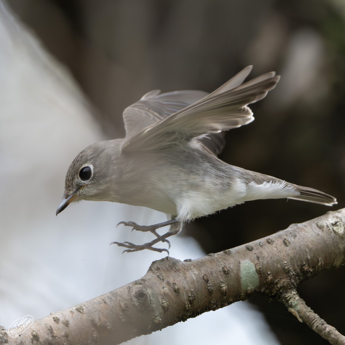 コサメビタキ
Muscicapa latirostris