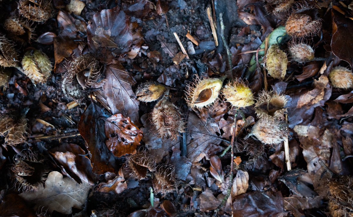 More autumnal woodland delights from my morning walks with a small rangefinder camera and some green wellies #woodlandwalks #NaturePhotograhpy @WoodlandTrust