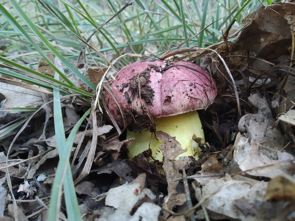 HispaniaFauna's tweet photo. Gran sorpresa hoy al encontrarnos con unos ejemplares de Boleto Real (Boletus regius).
Zona forestal en bosque de roble melojo (Quercus pyrenaica), muy escaso en situación vulnerable incluido en el libro rojo de hongos de especies amenazadas de Europa.

#boletusregius
#boletaceae https://t.co/IBpwNCAIY7